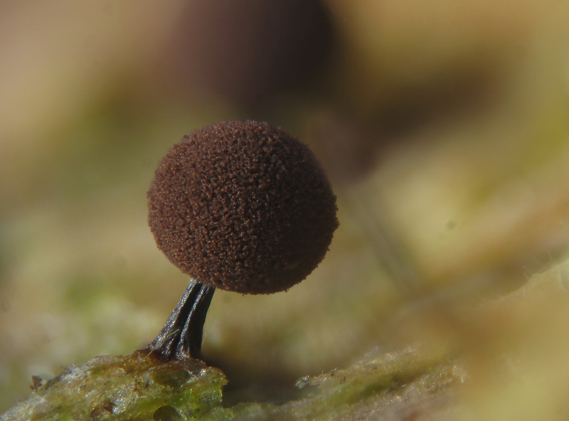 Enerthenema papillatum